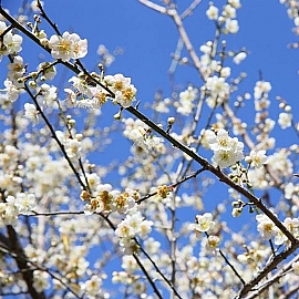 �������F �Z�C���t-FUN �C���t�[���������