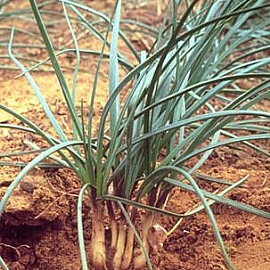 �F�L����-���椶��