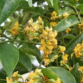 �������Ȫ�u �êZ�糣�|����